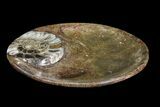 Round Fossil Goniatite Dish #73991-2